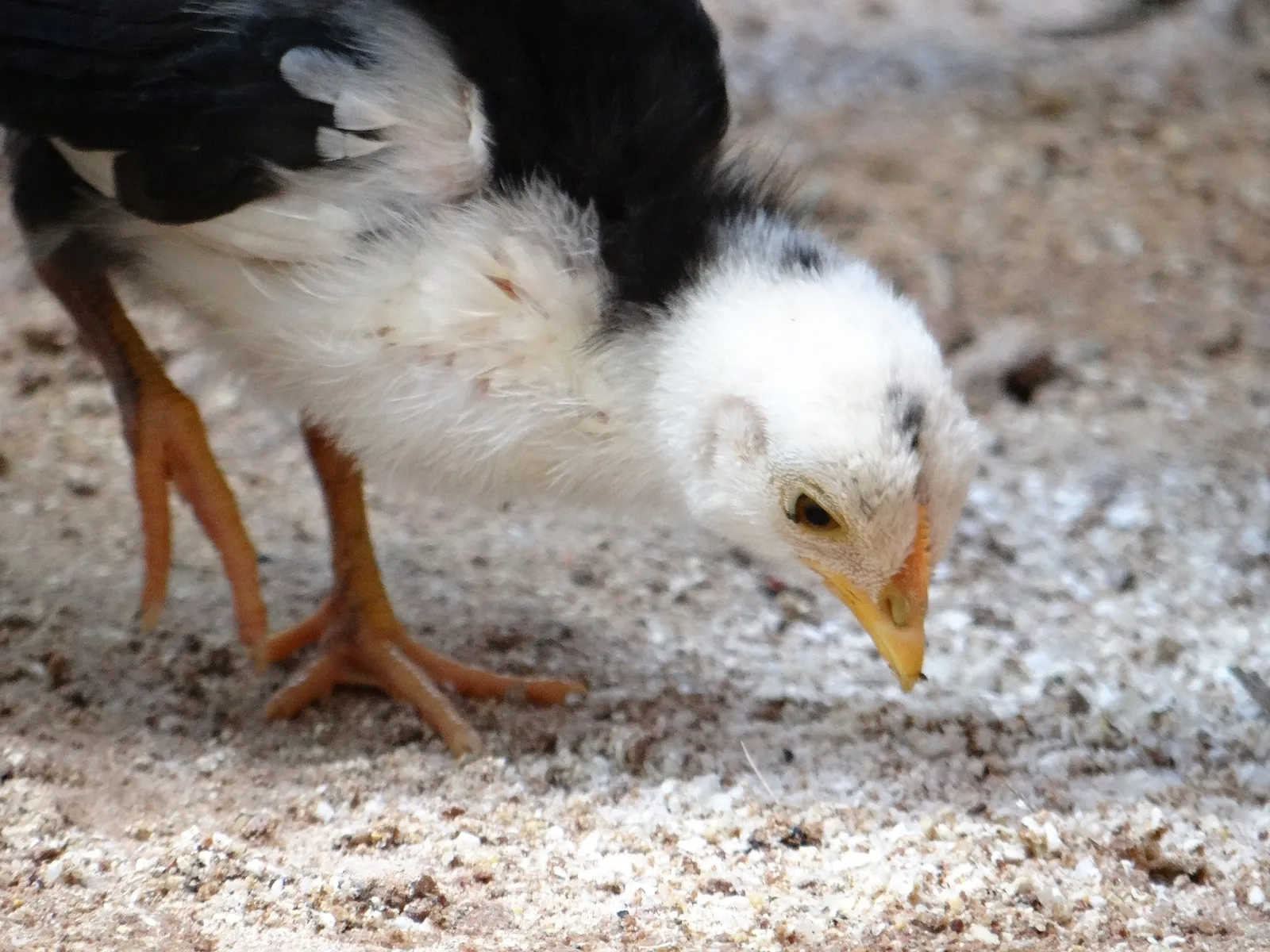 what is in chicken feed