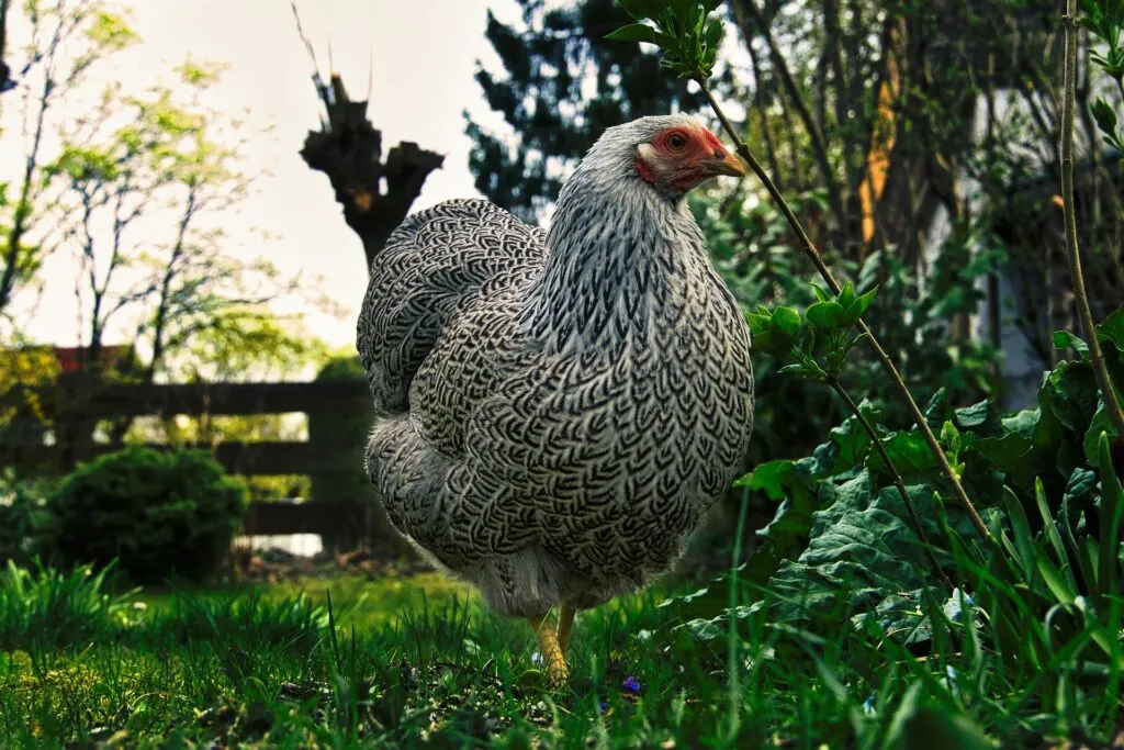 pet house chicken coop