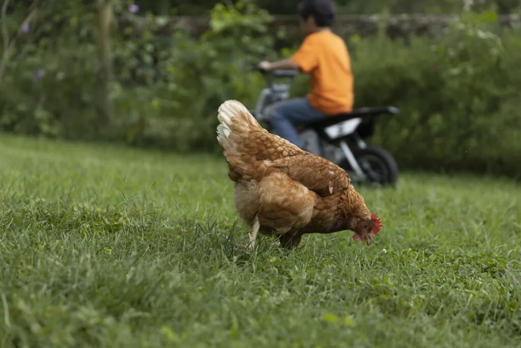 how to raise chickens for eggs