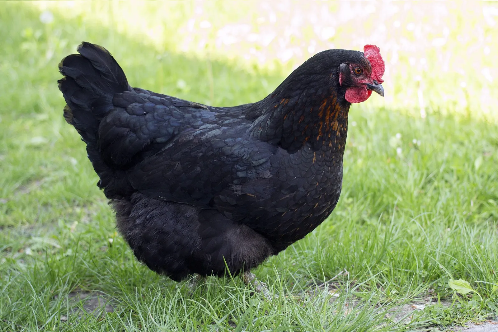 good chicken names