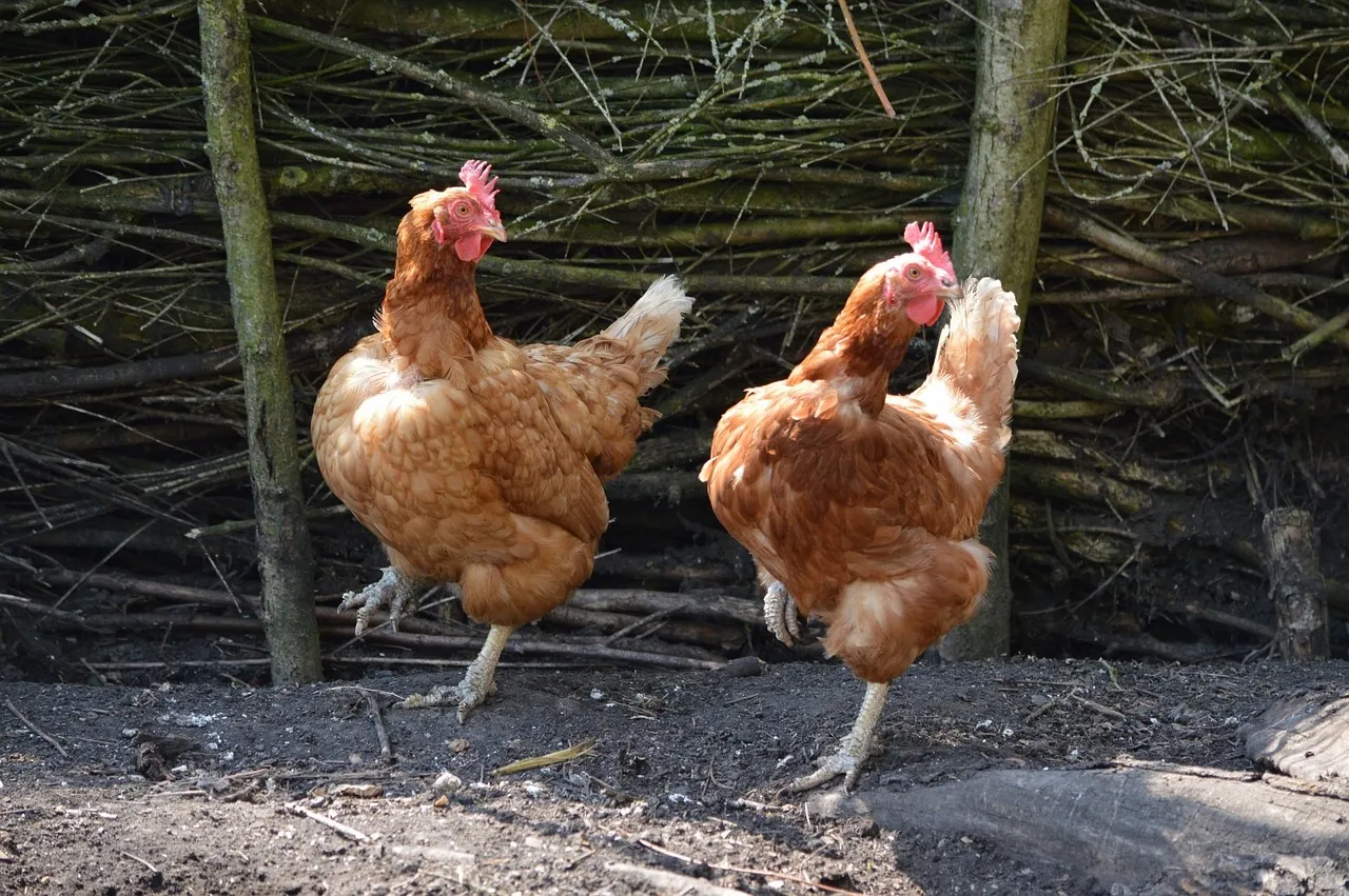 can chickens eat mushrooms
