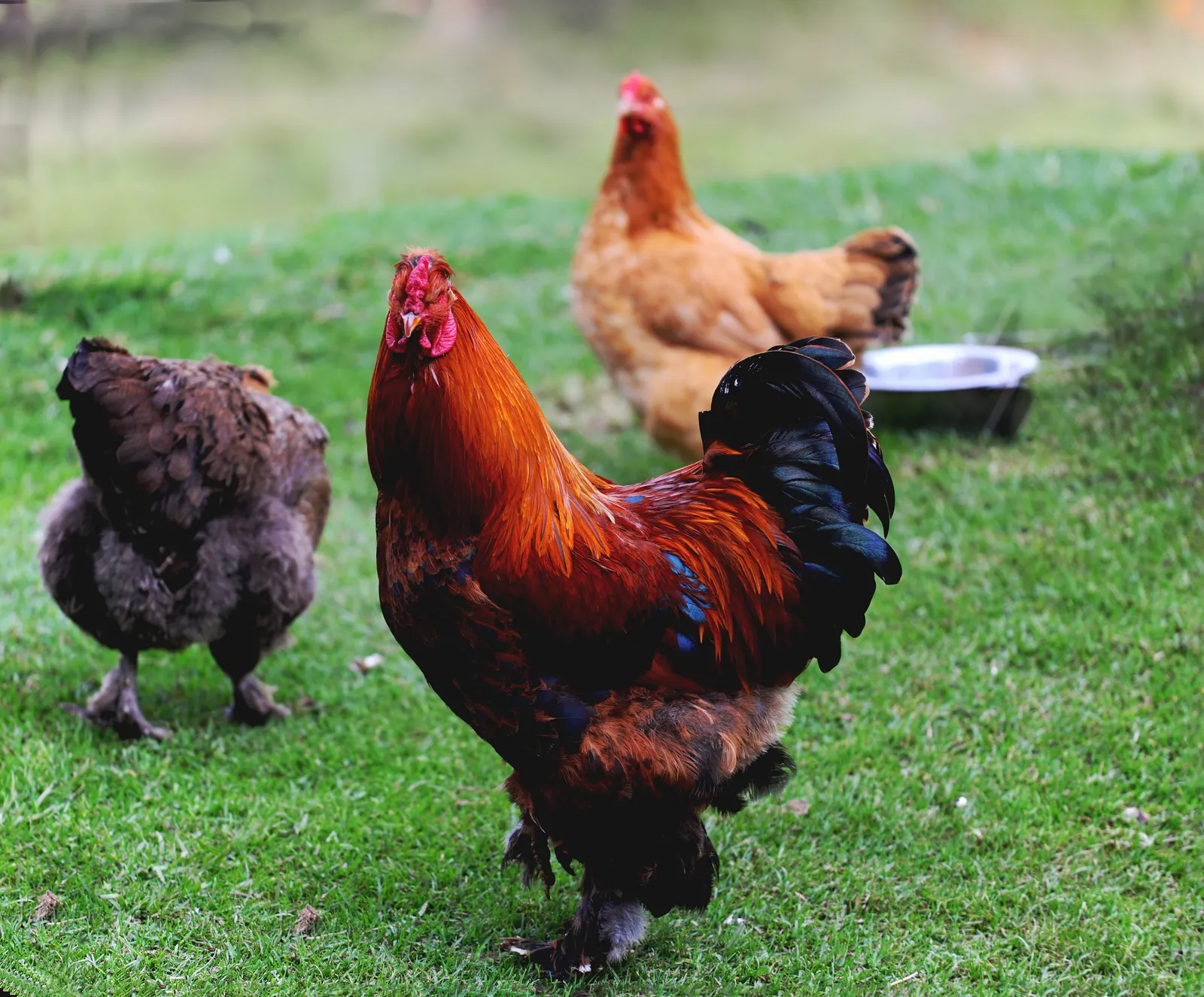 breeding chickens