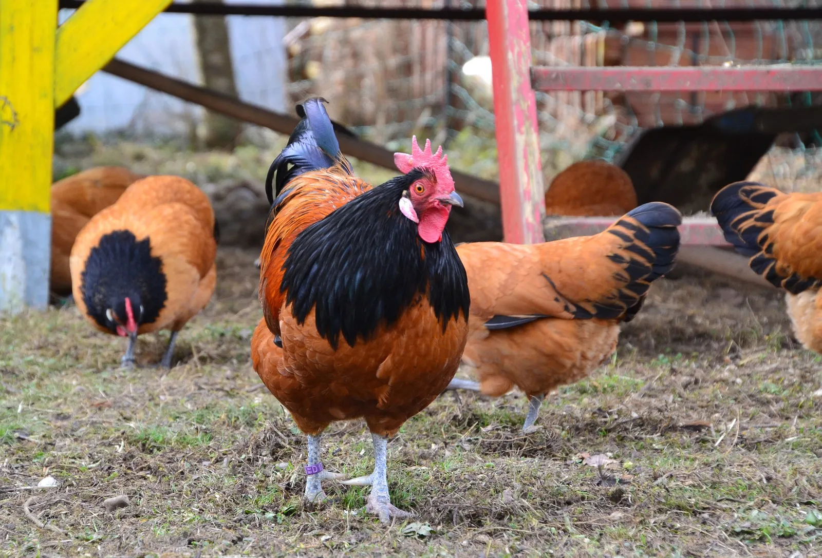 chicken coop ventilation fans