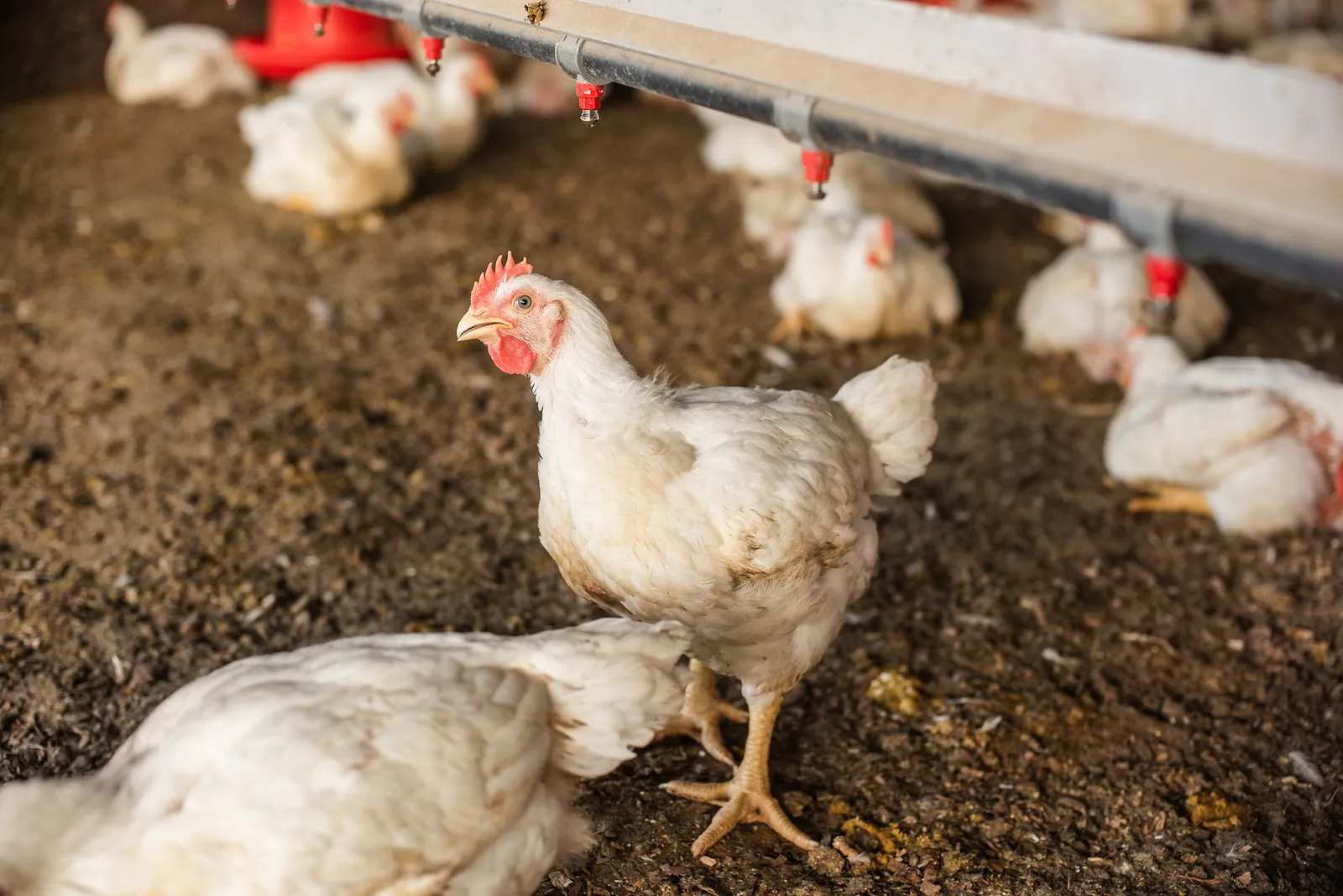 chickens dying