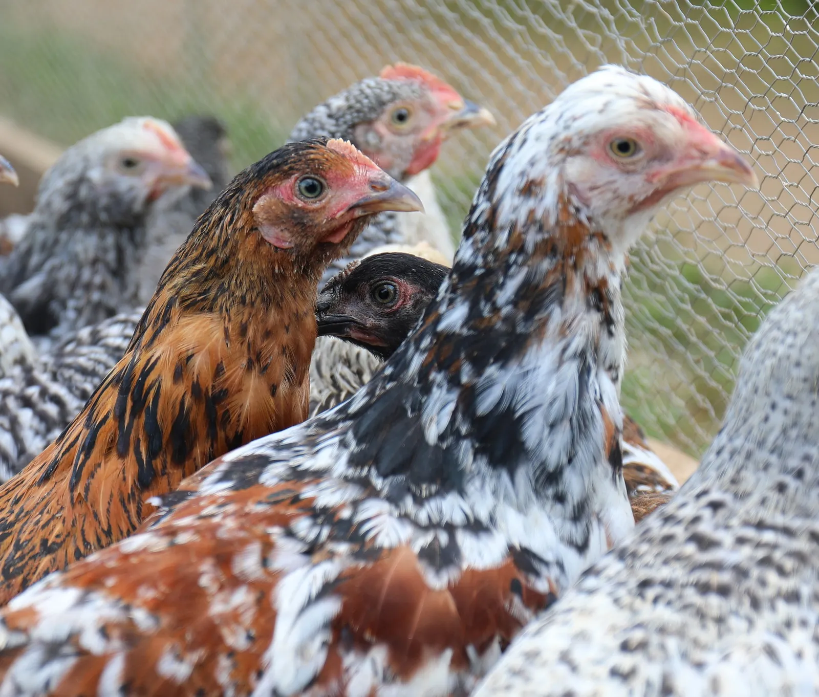 vitamin a for chickens
