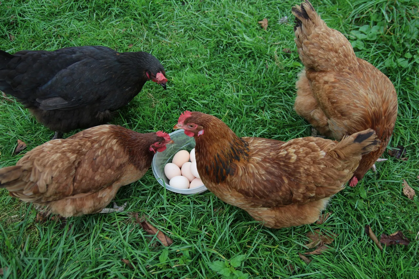 chicken treats