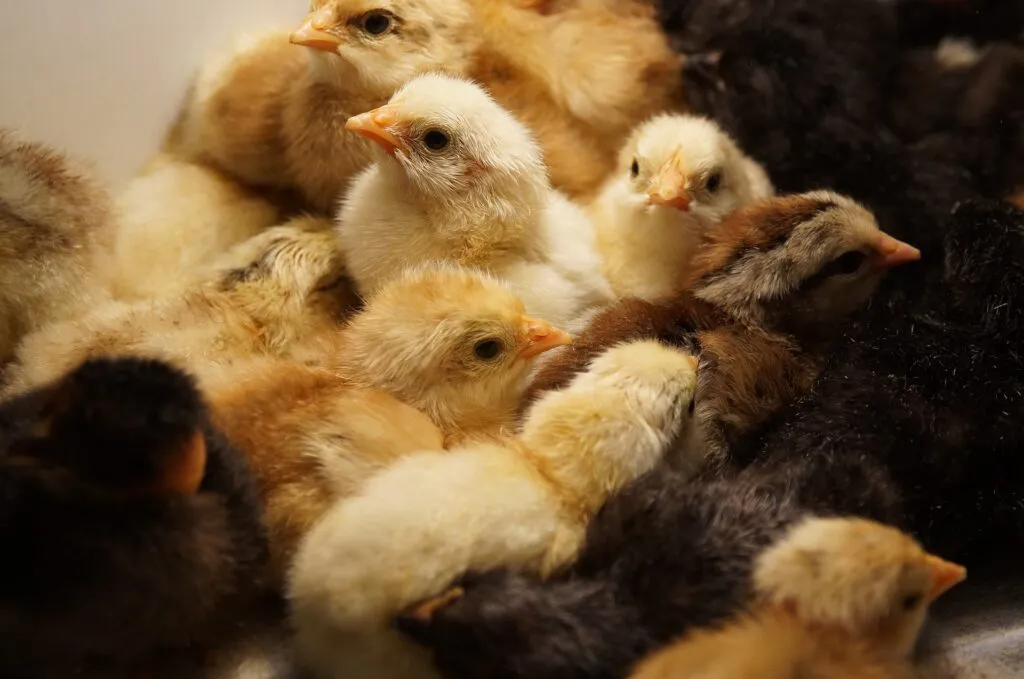 incubator humidity