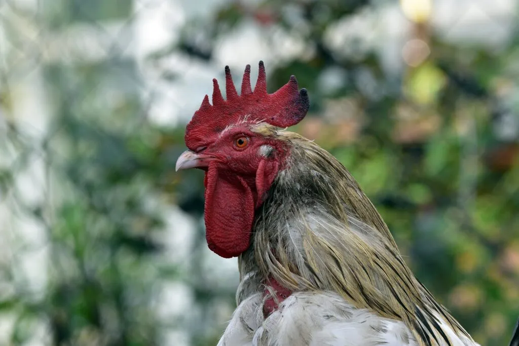 chickens losing feathers