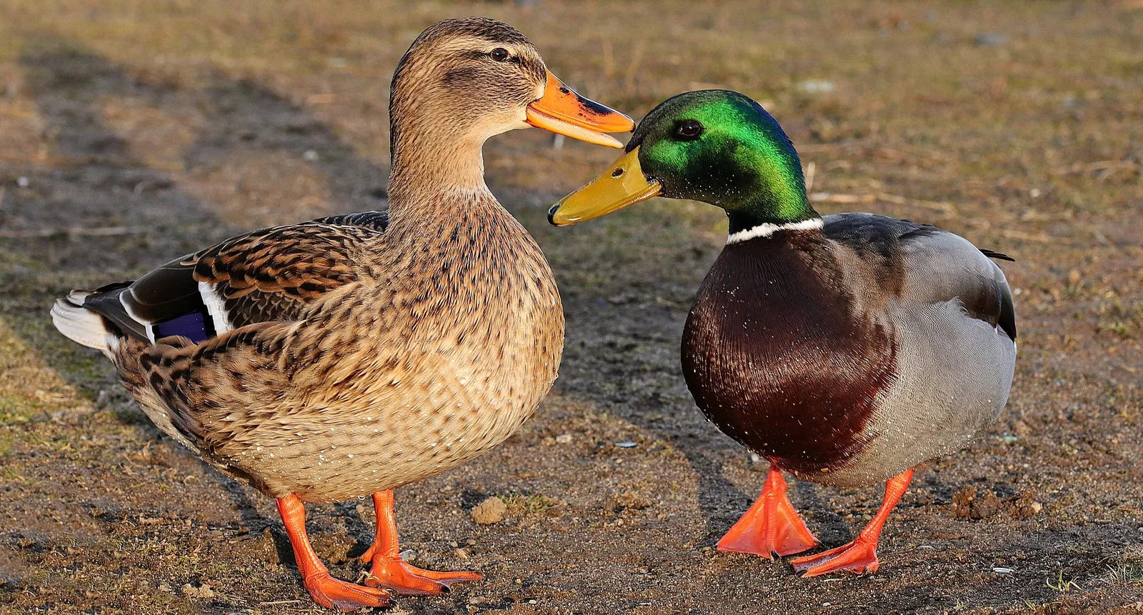 what are ducks feet called