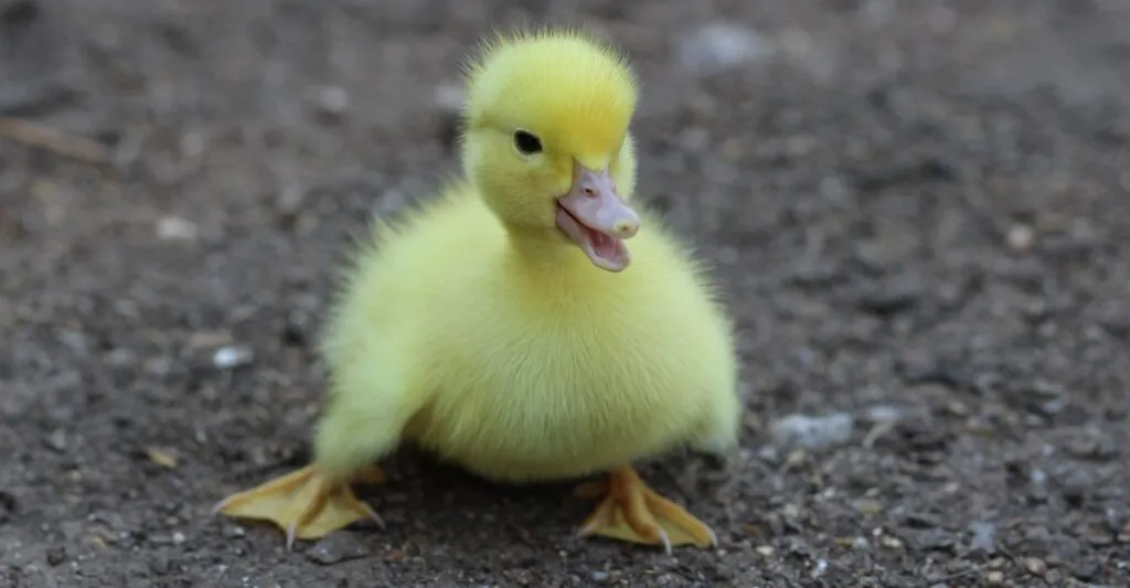 Incubators for Ducks