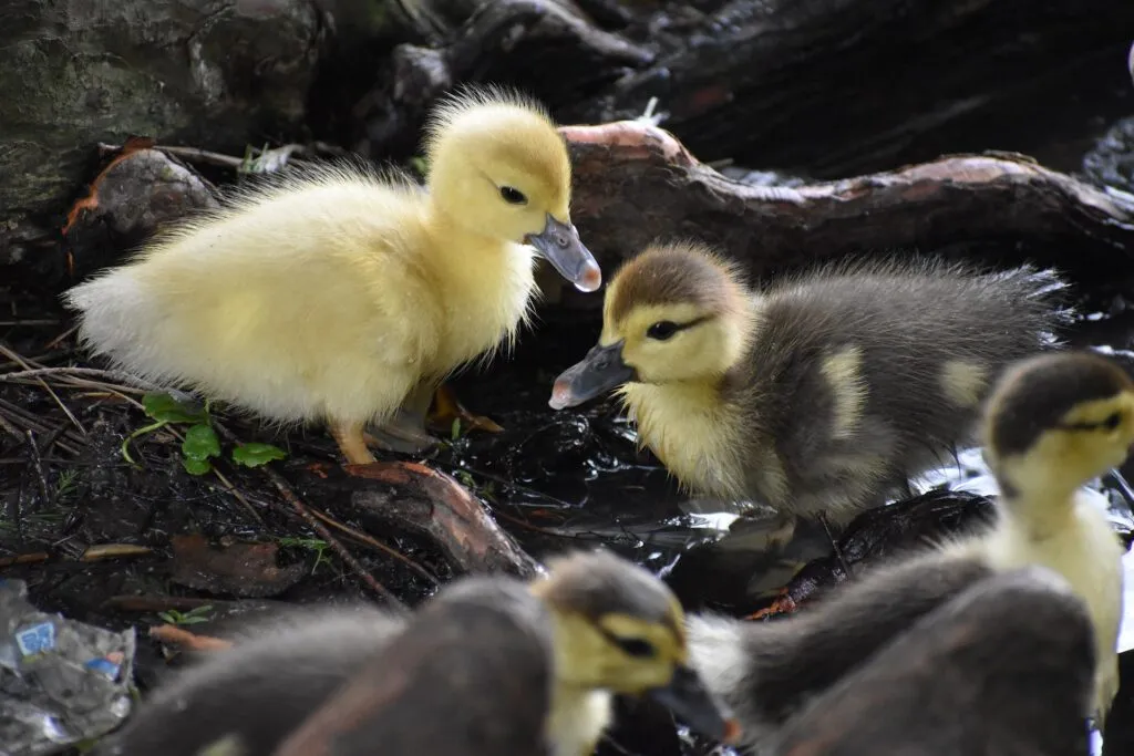 duck brooders