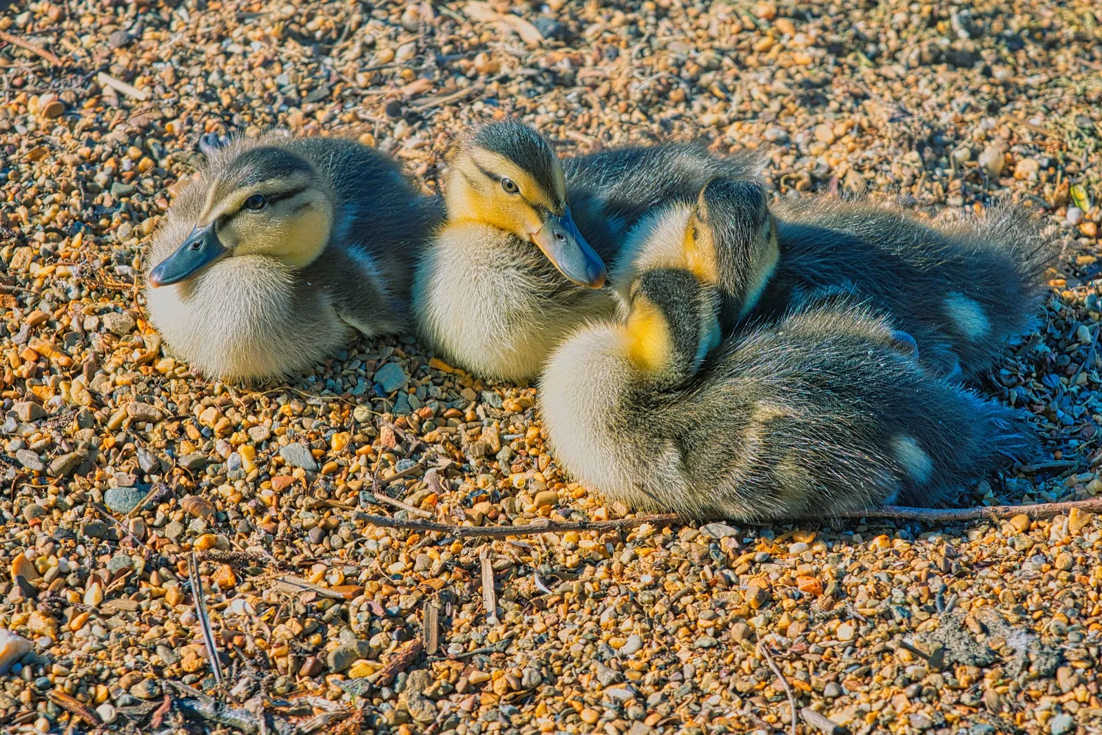duck brooders