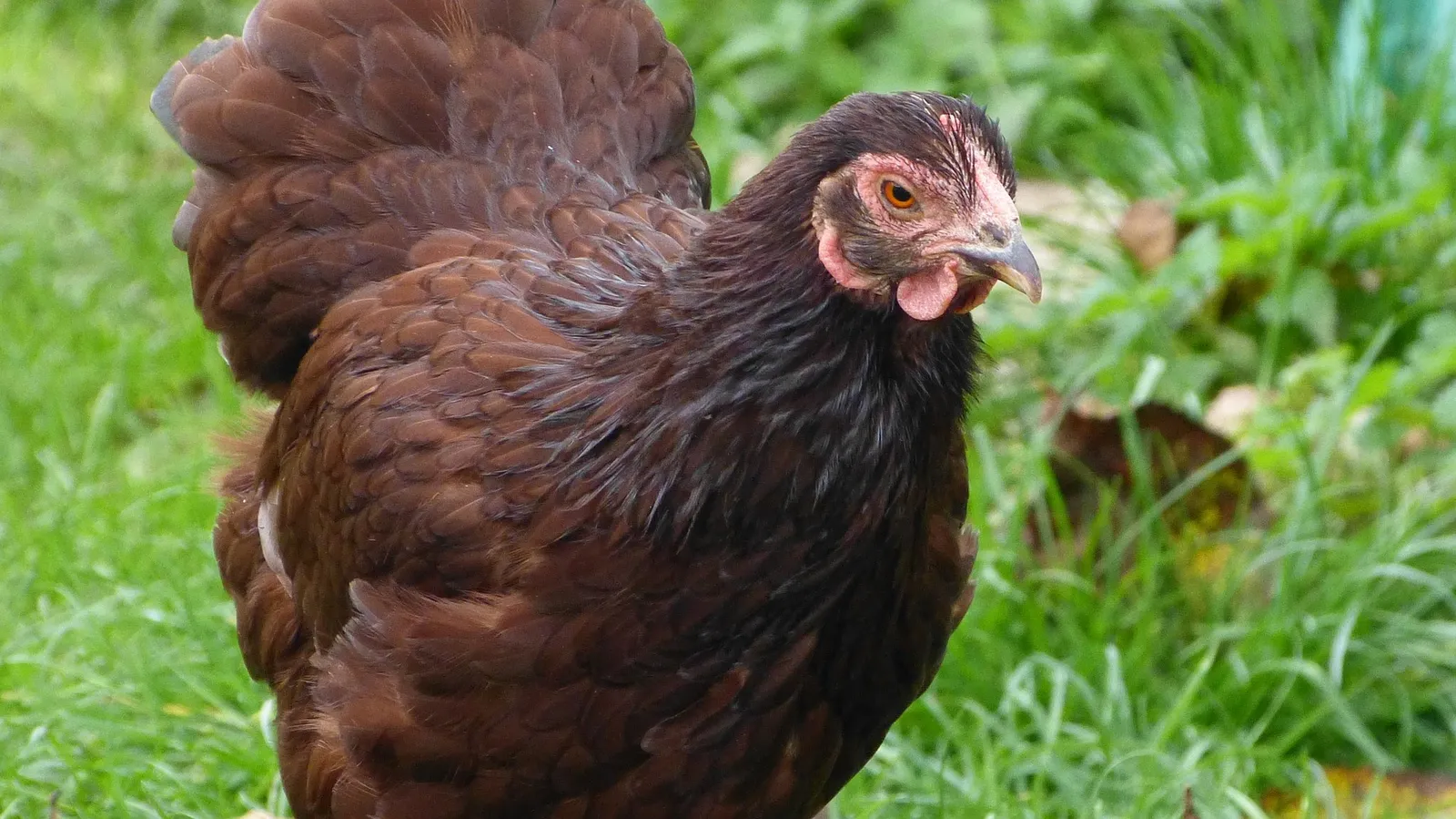 Grandpas Feeders