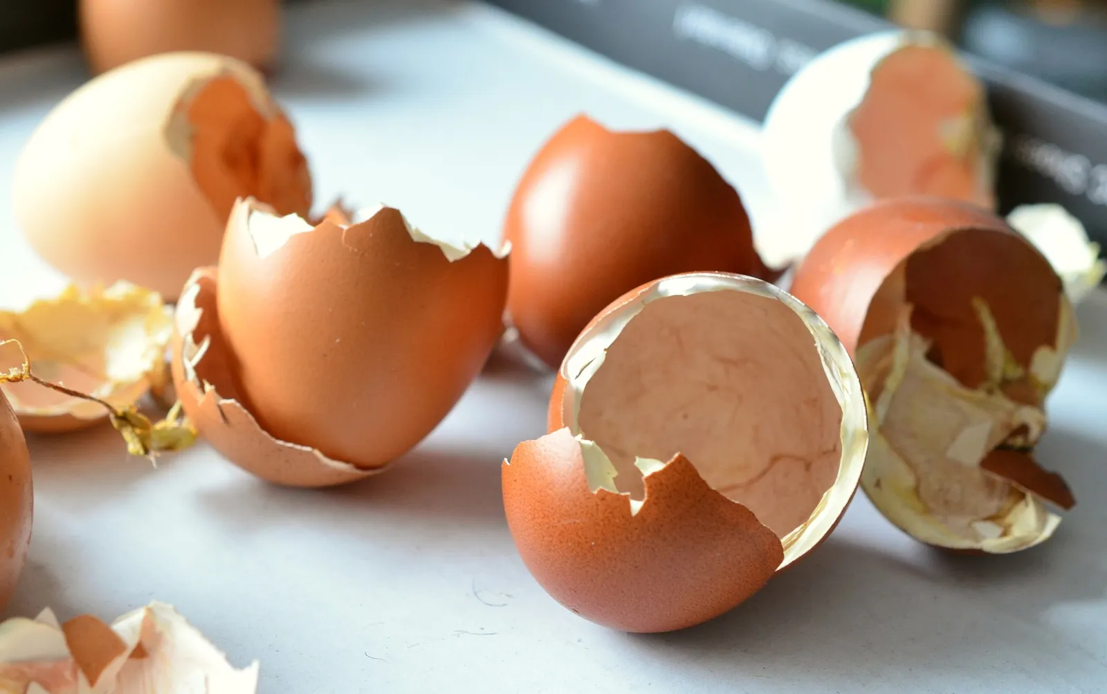 chicks hatching