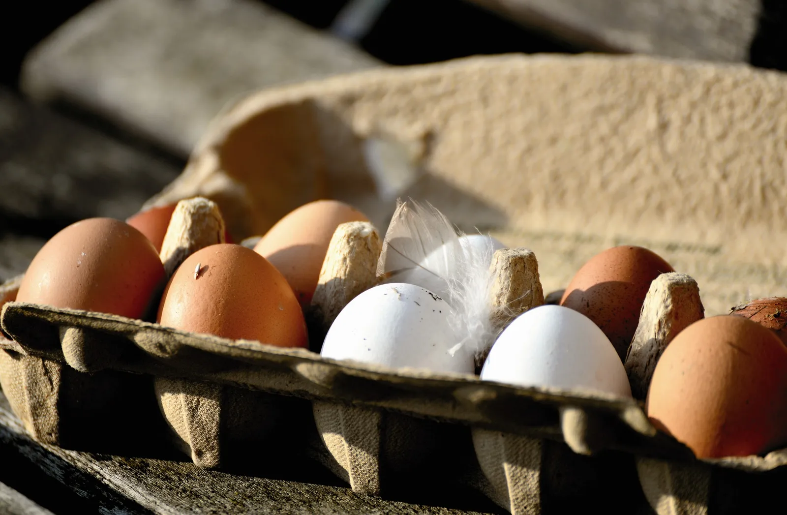 How to Incubate Chicken Eggs