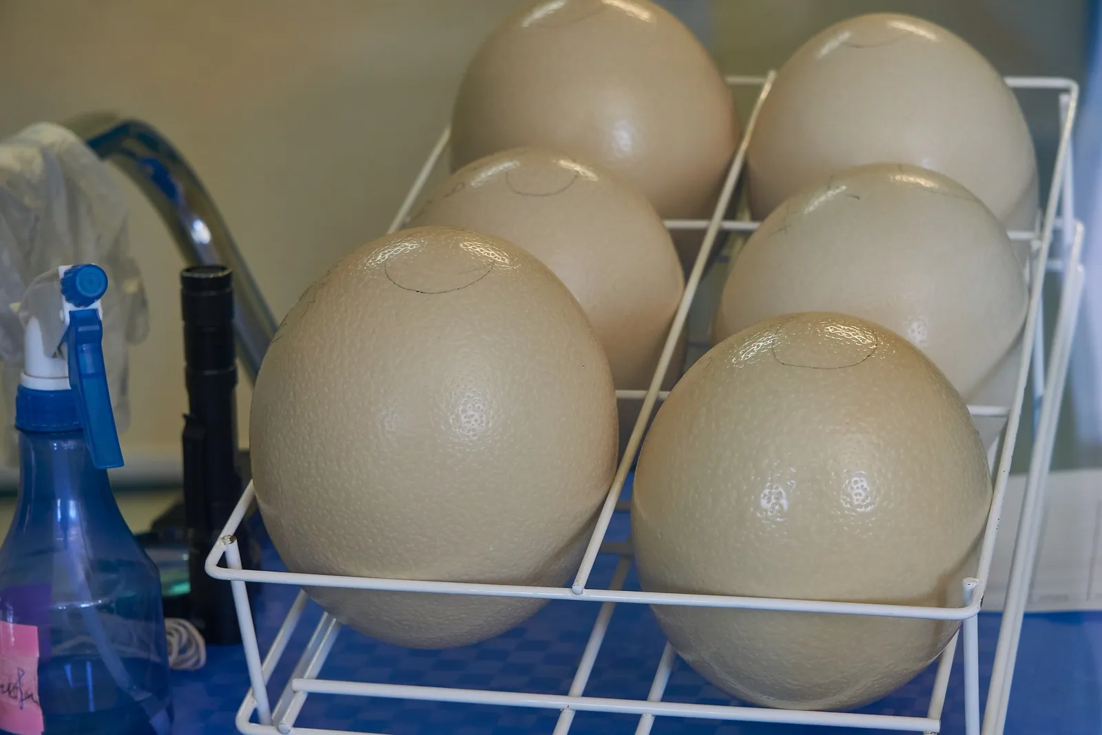 incubator humidity