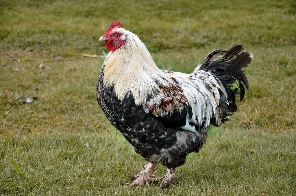 dorking chickens