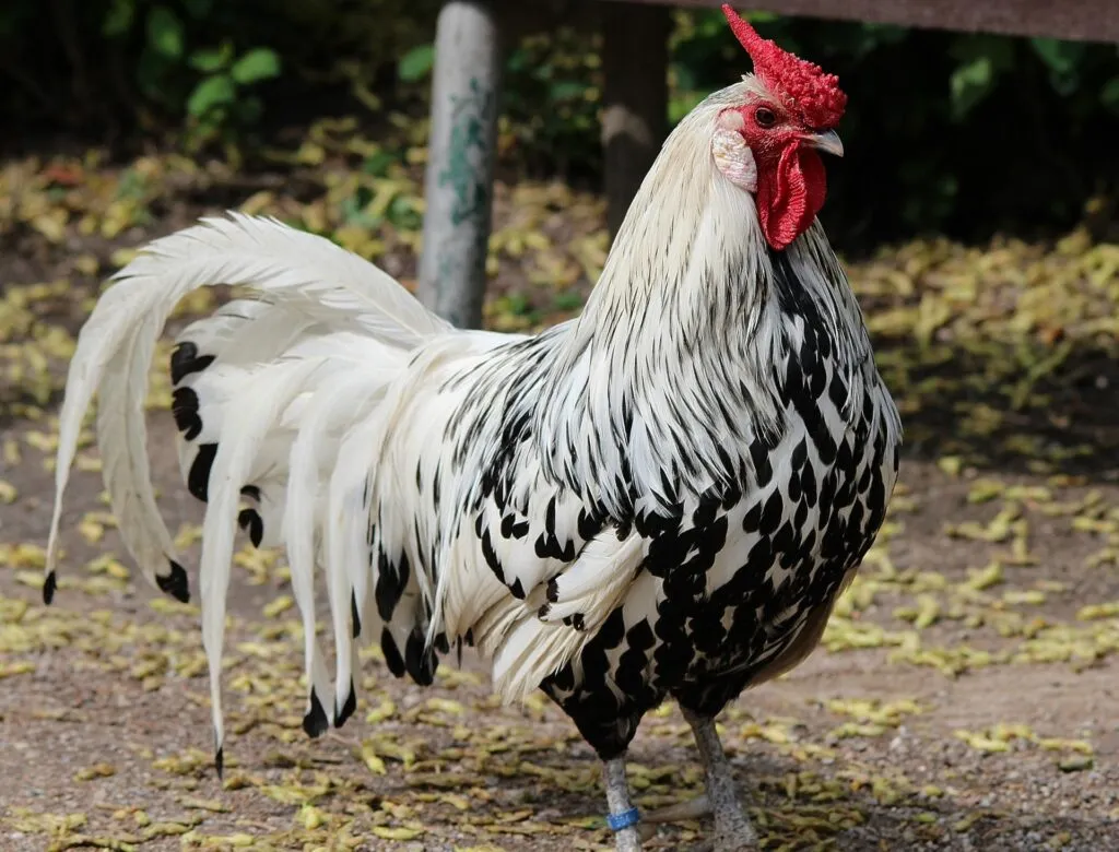 show chickens