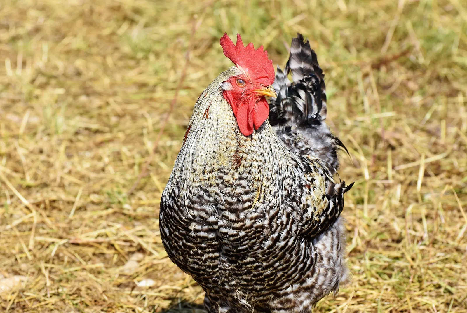 large roosters