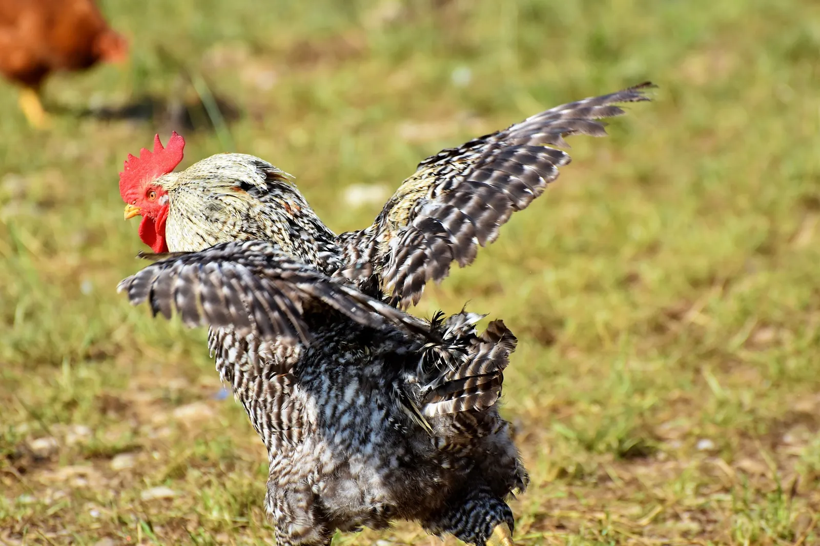 barred rock roosters