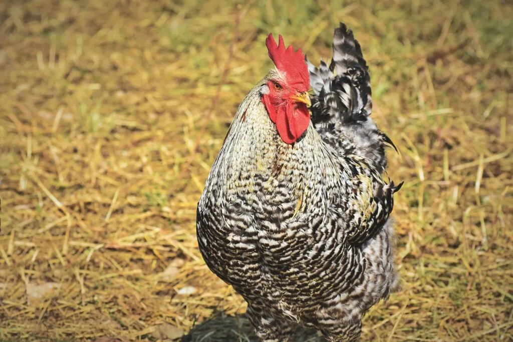 Cochin chickens