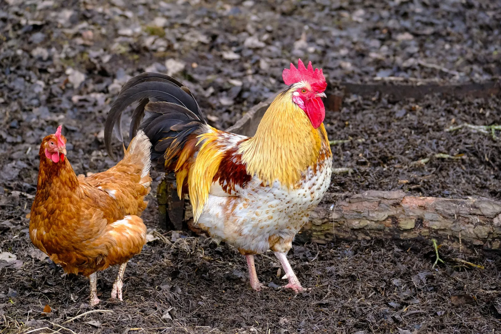 deep litter chicken coop