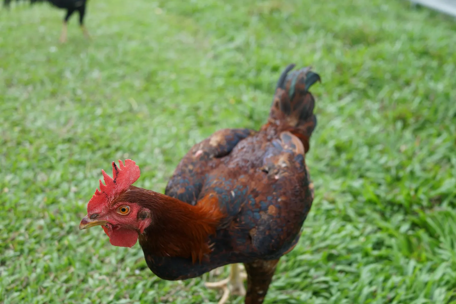can chickens eat celery