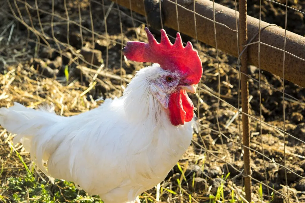 chicken coop roof