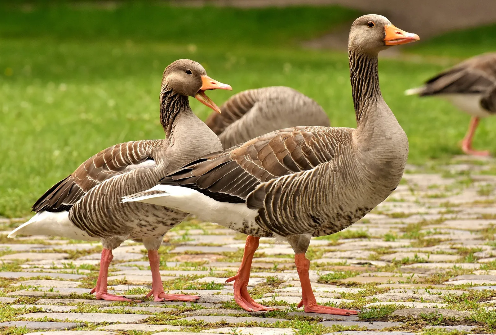 goose farming