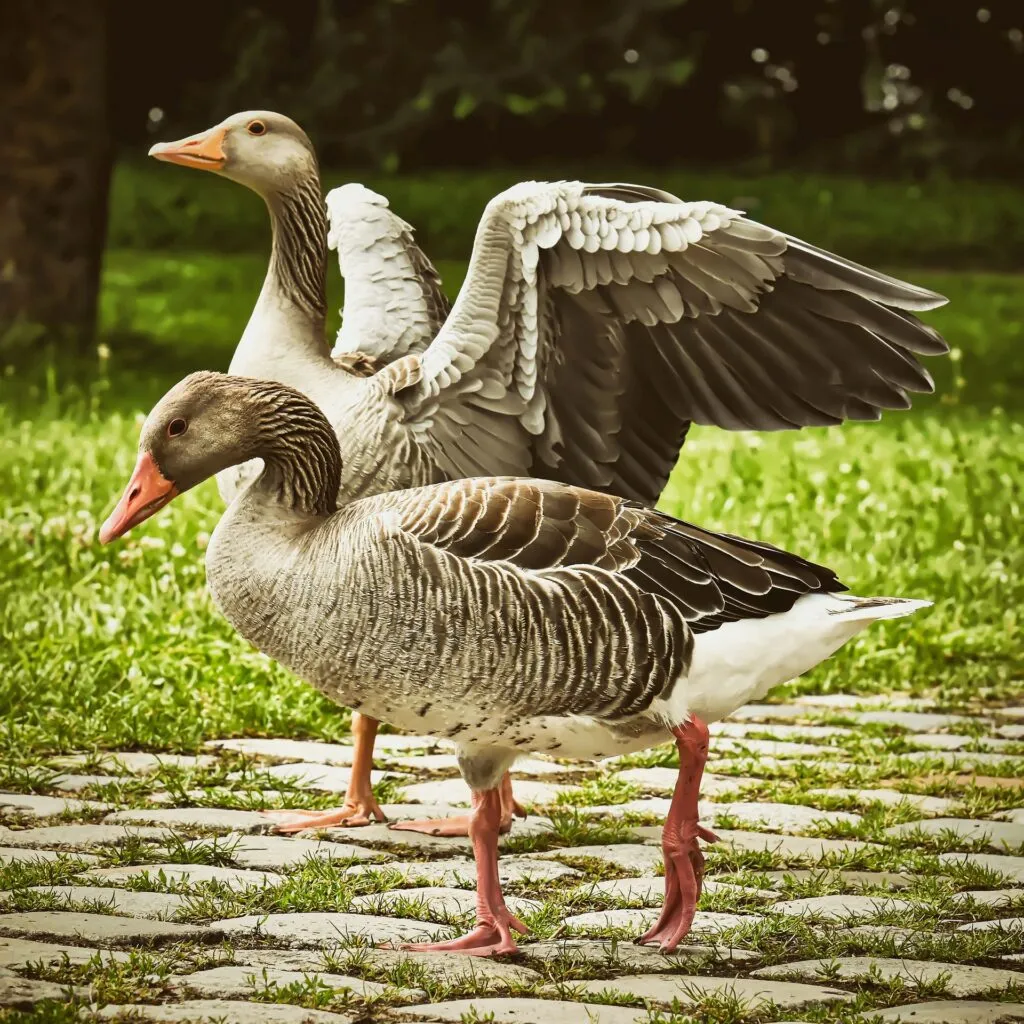 goose farming