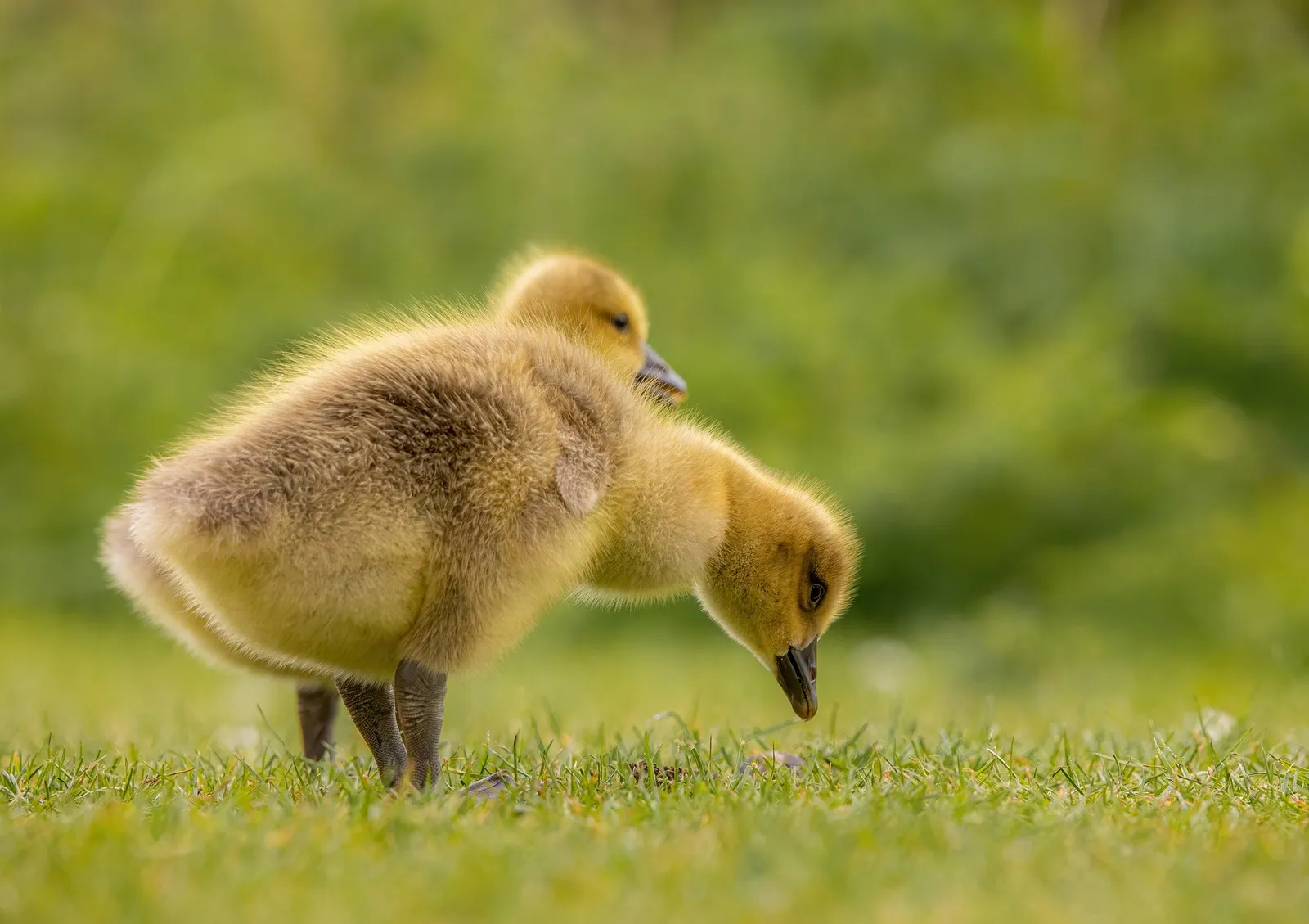 hatching goose eggs