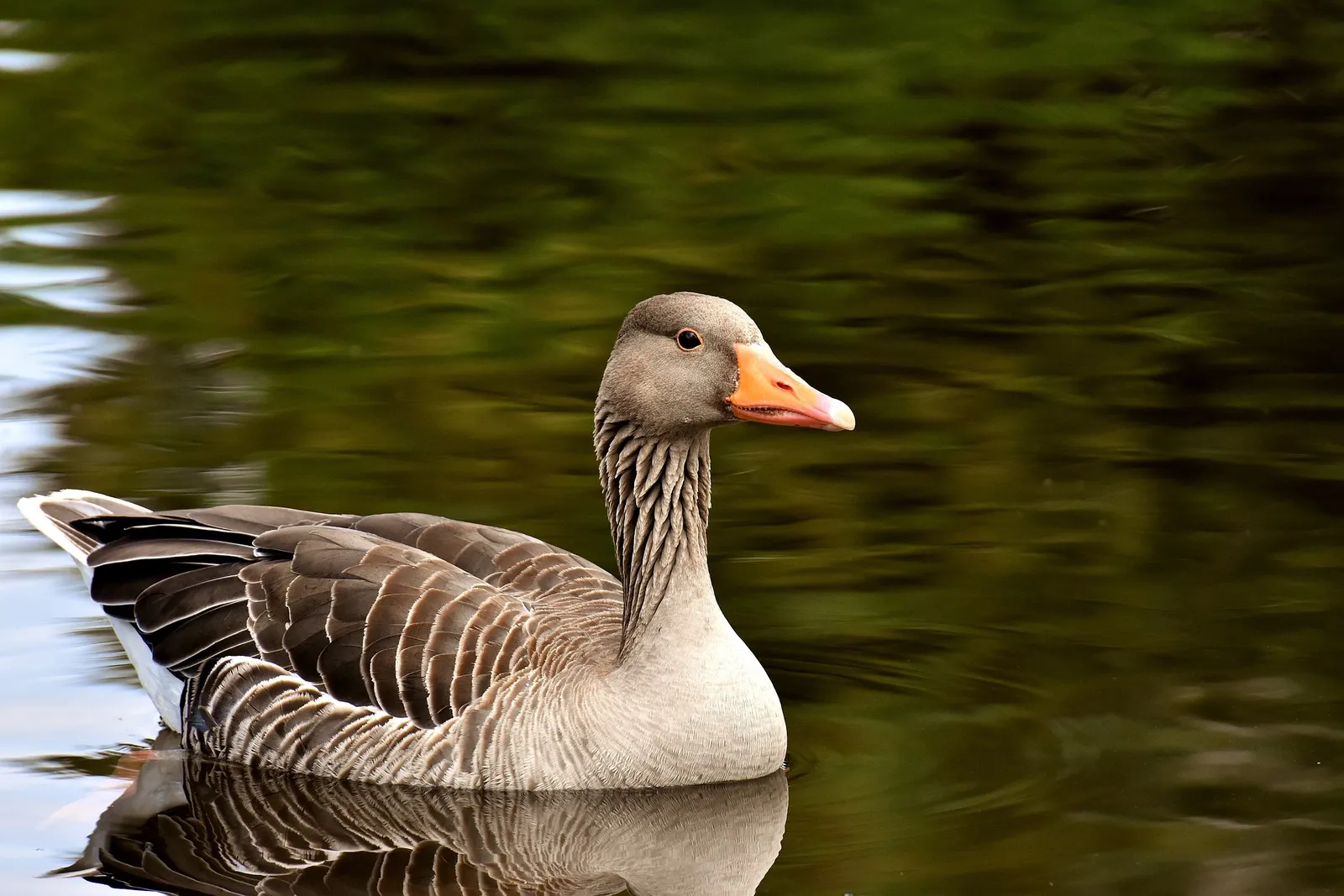 pilgrim goose