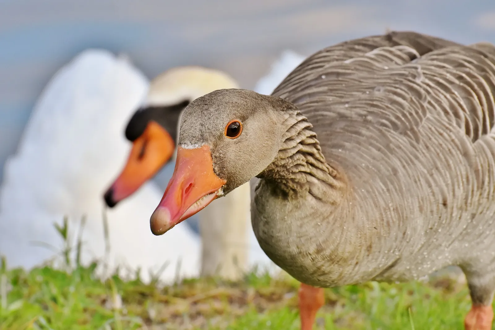 pet geese