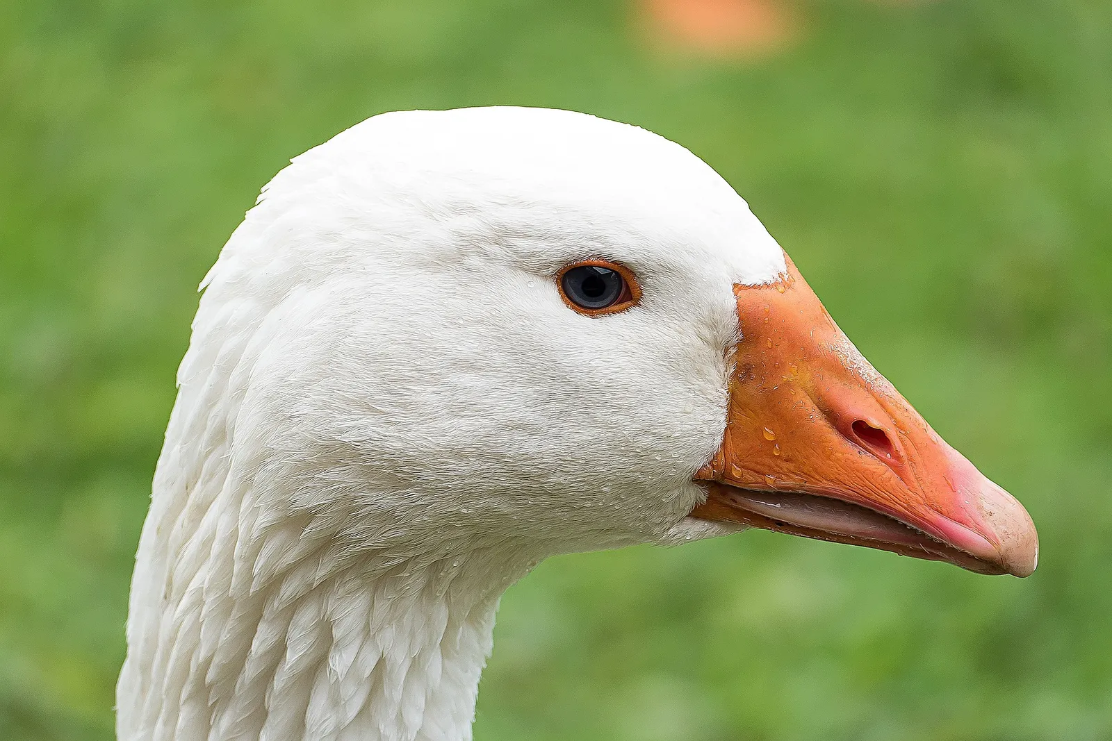 Embden Goose