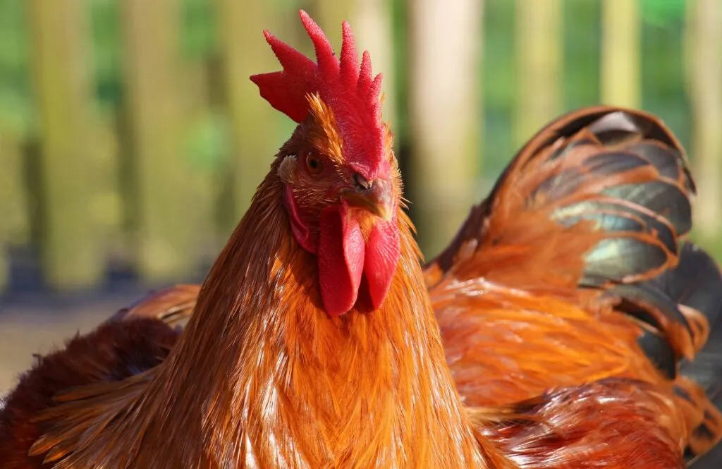 vitamin a for chickens