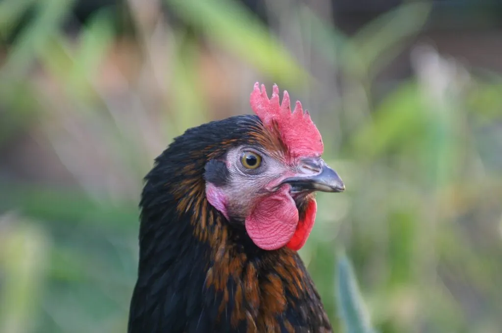 what not to feed chickens