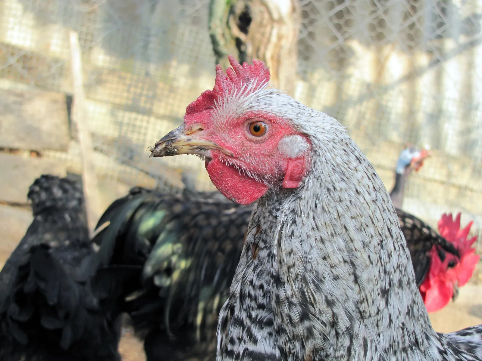 what can chickens eat