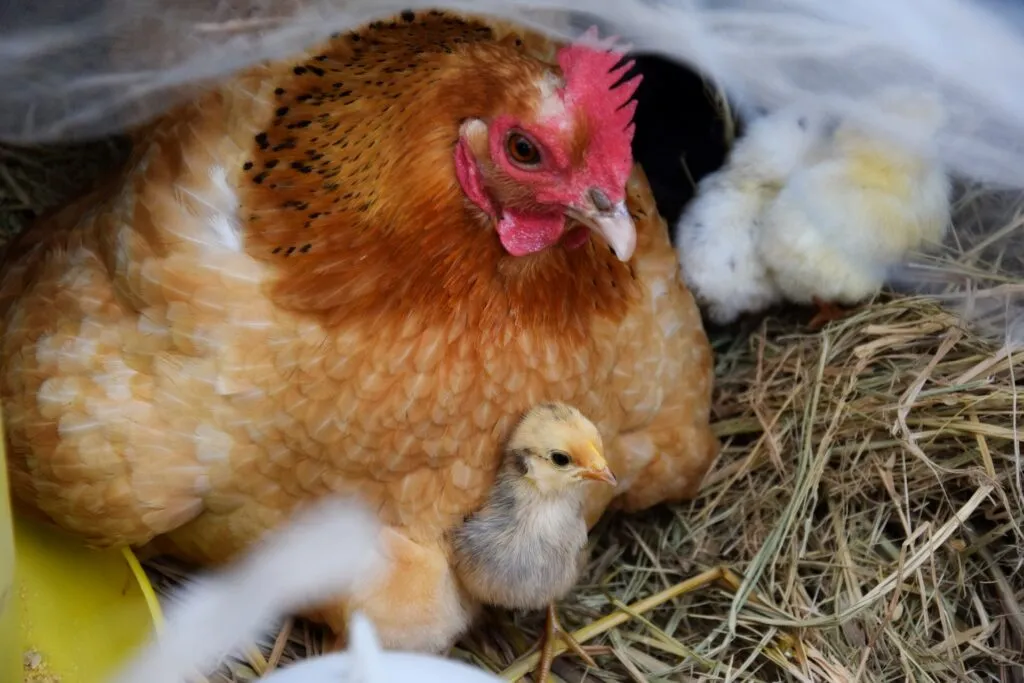 best nesting boxes for chickens