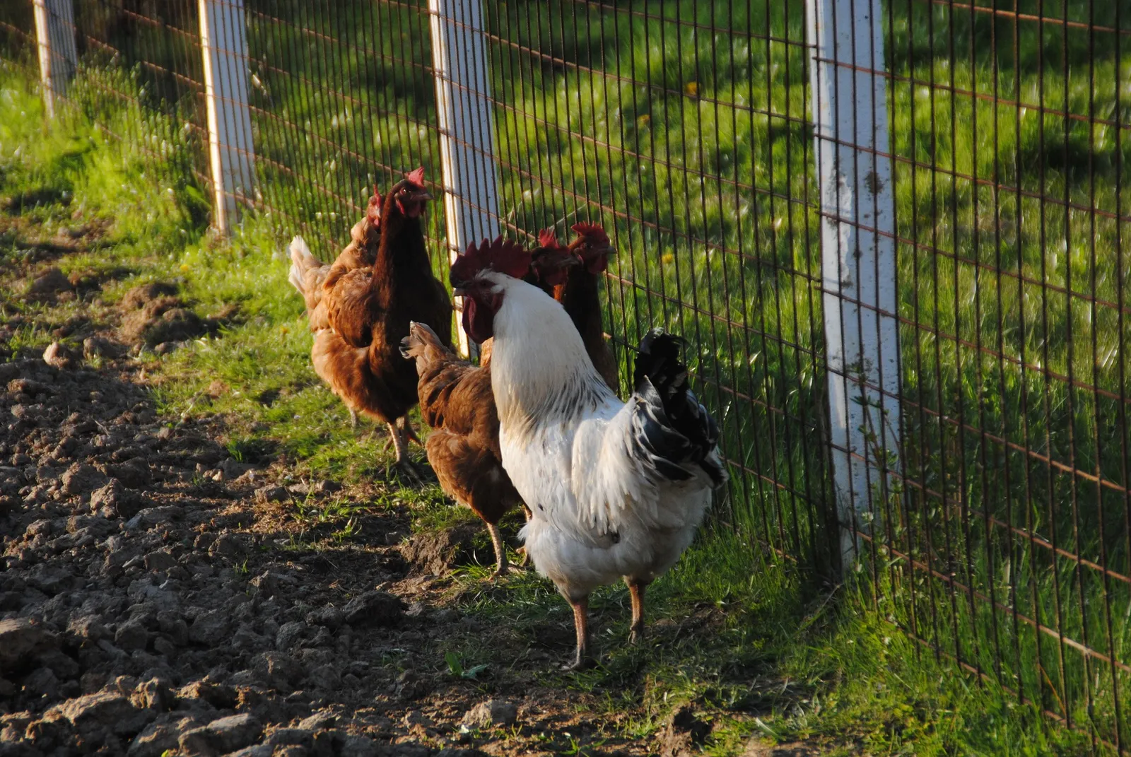 chicken sand
