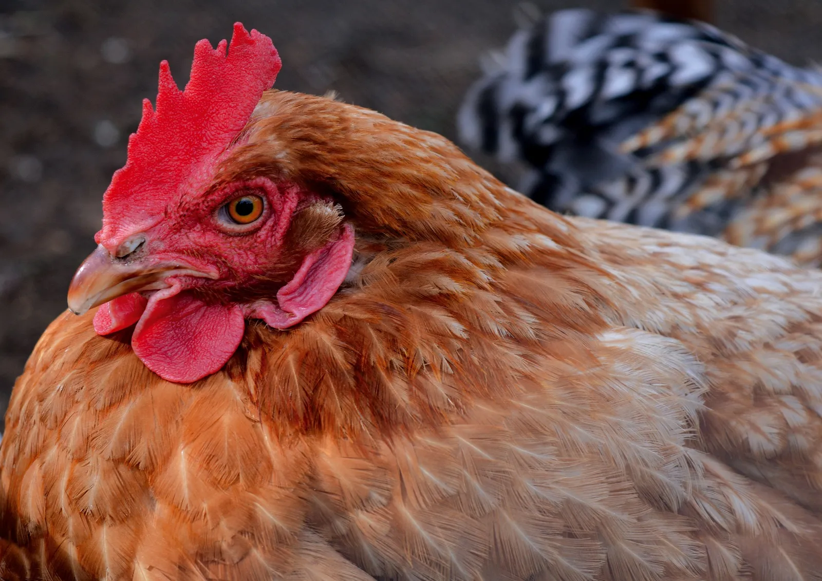 chicken roosts