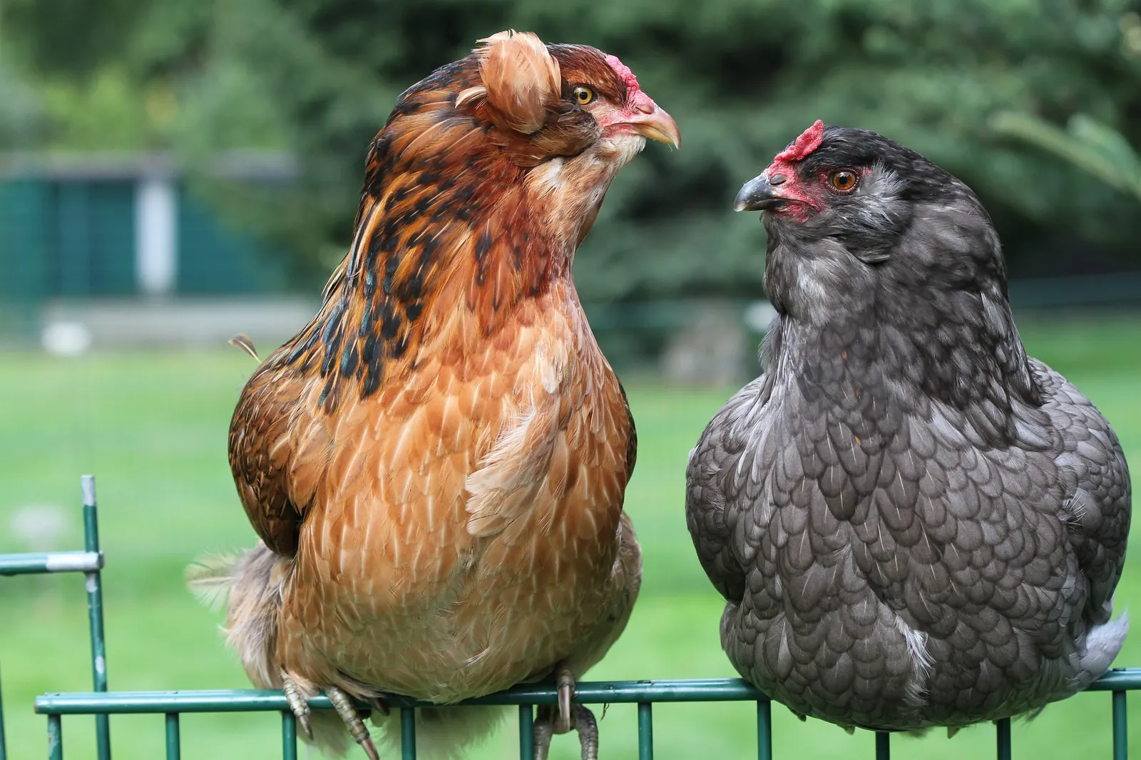 roosting chickens