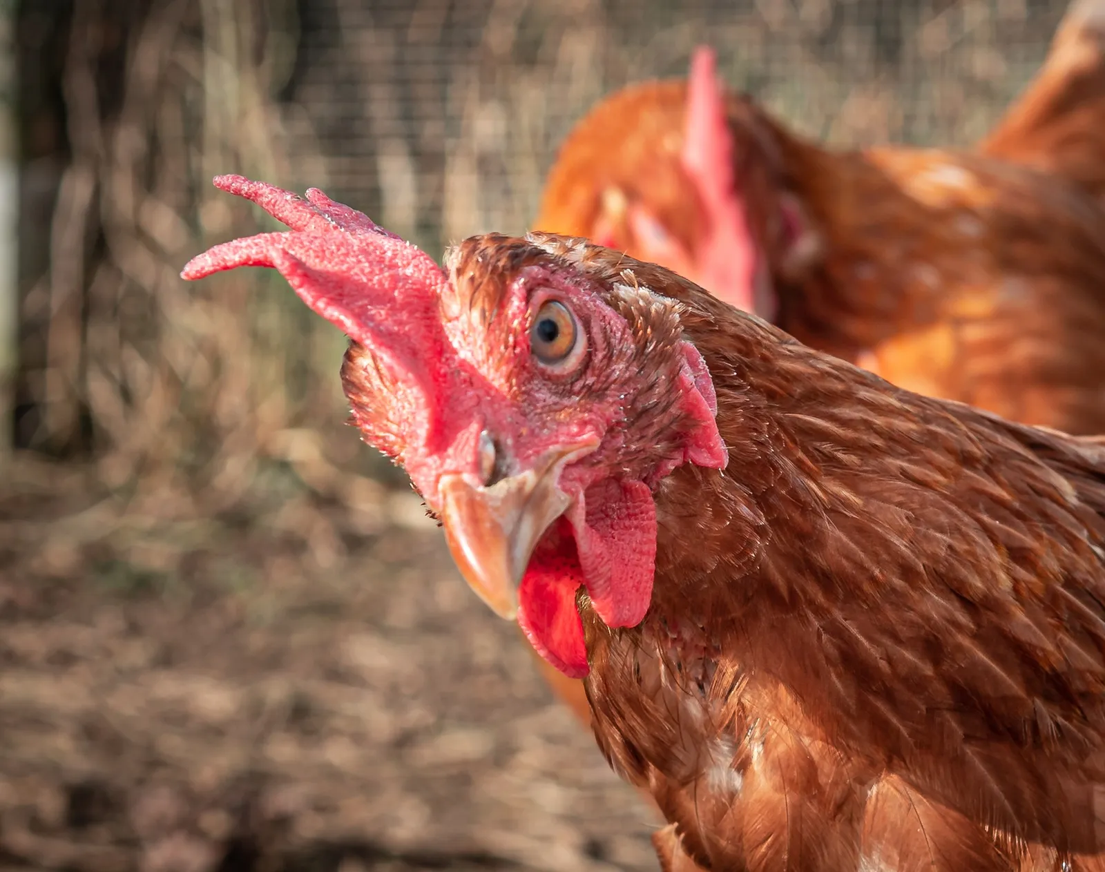 red star chickens