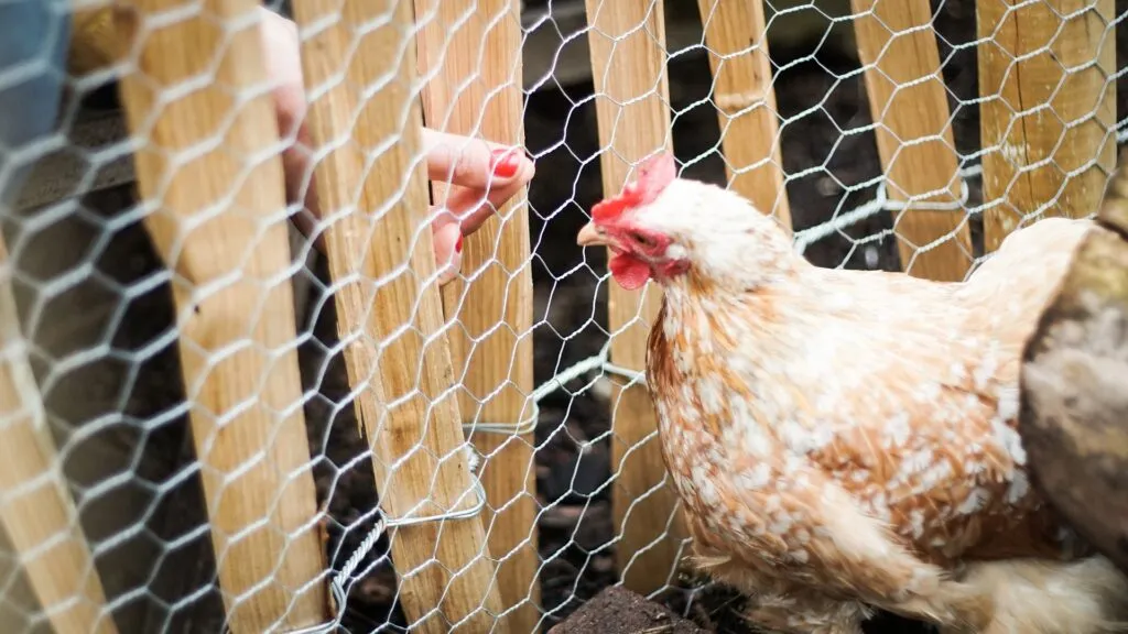 fence for chicken