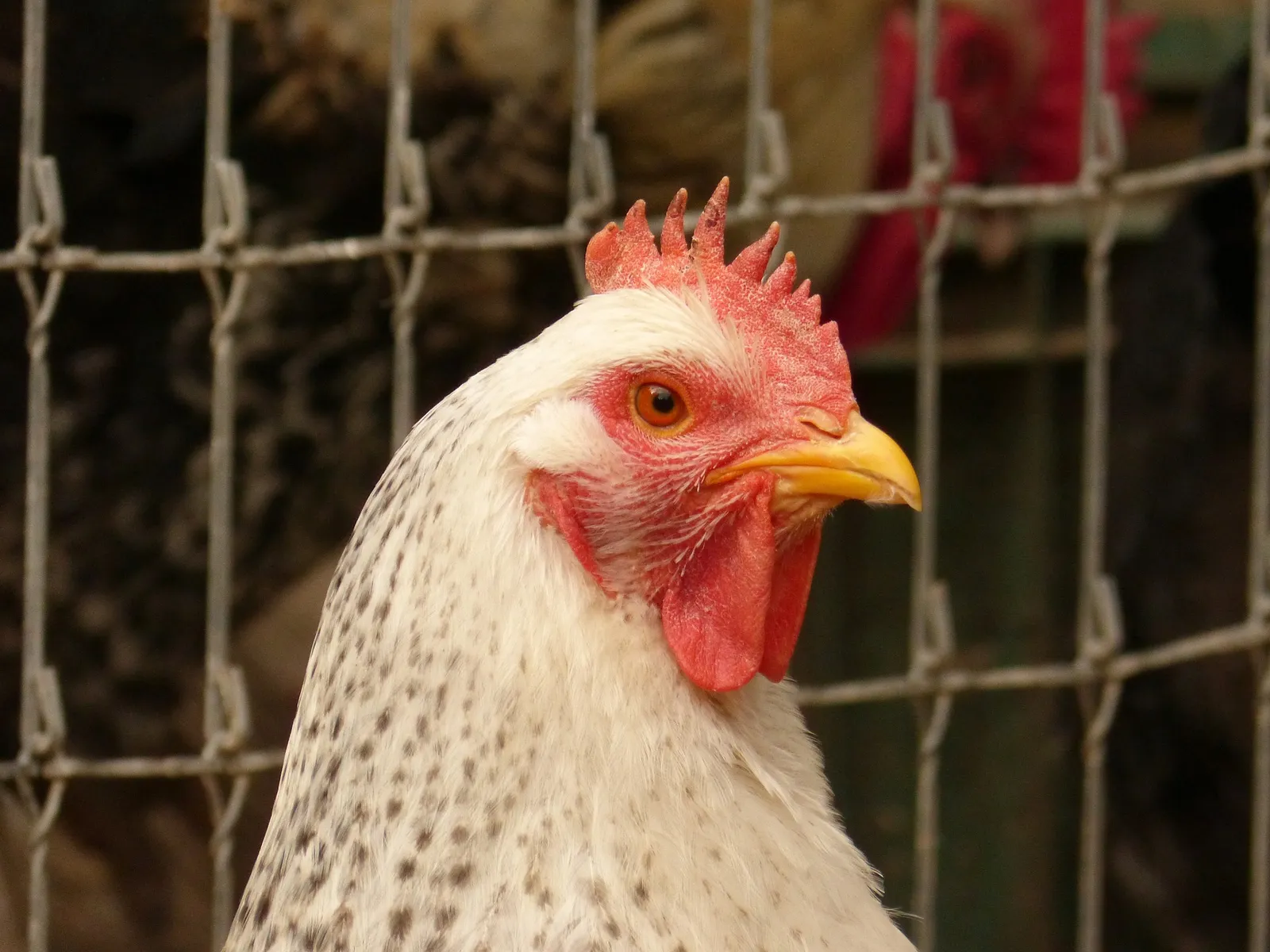 chicken coop locks