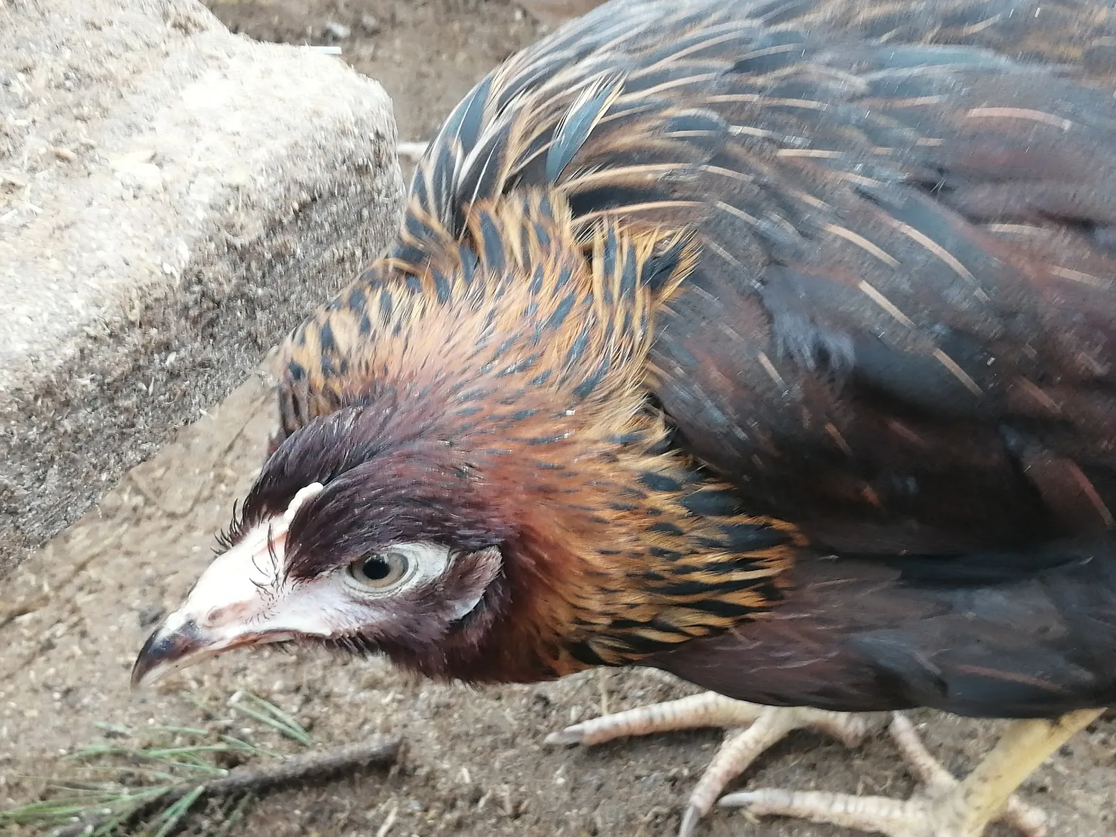 salmonella symptoms in chickens