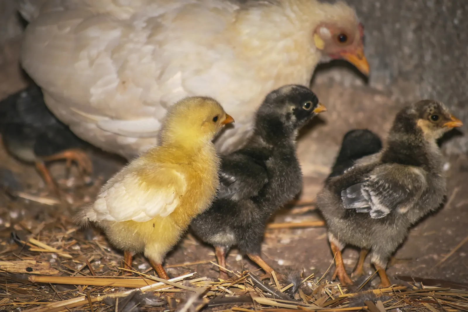 nesting box size
