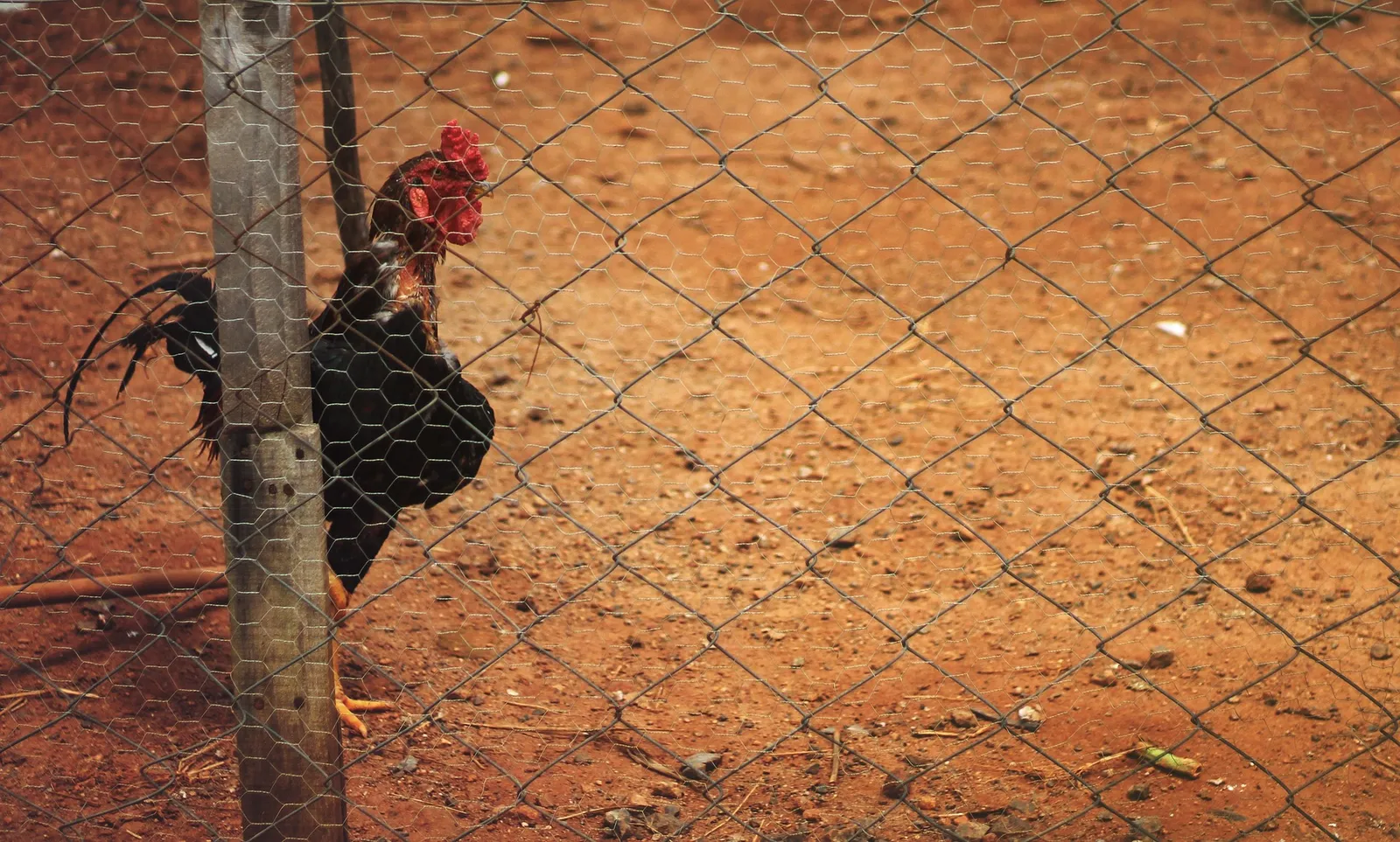 dome chicken coop