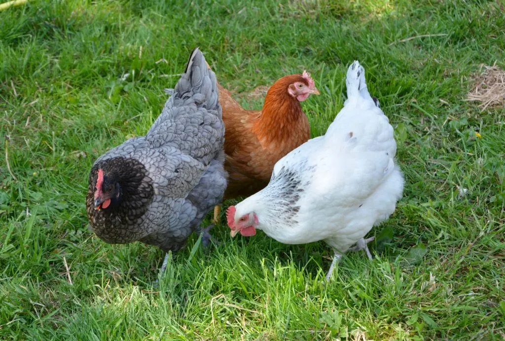 dual purpose chickens