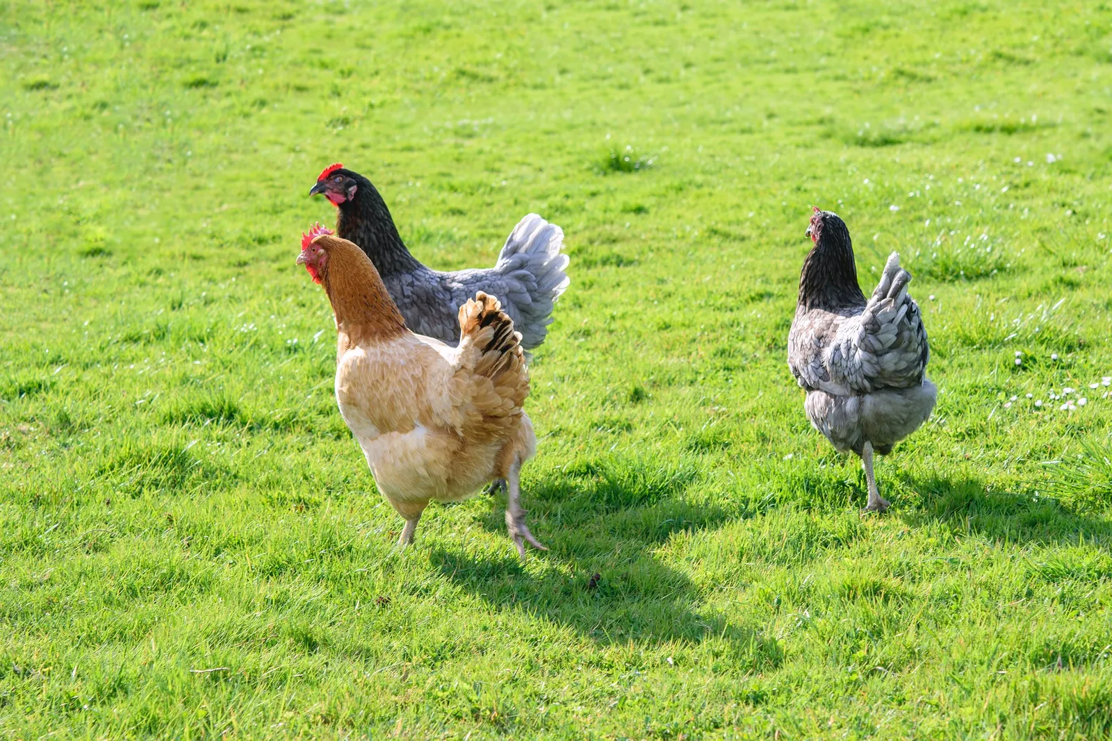 how to worm chickens