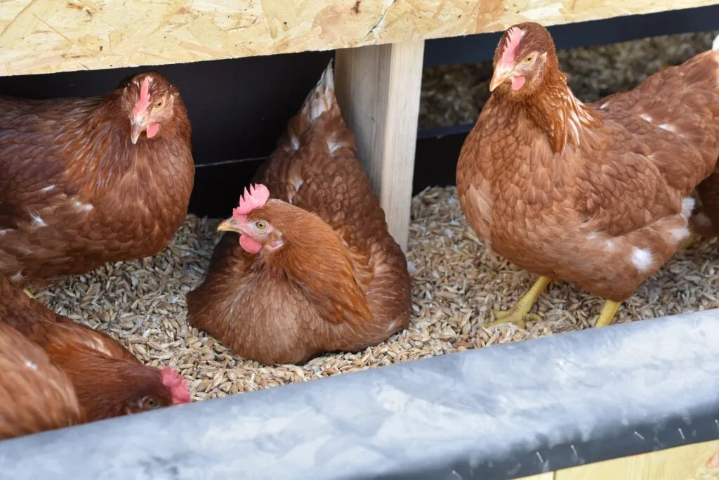 bedding for chickens